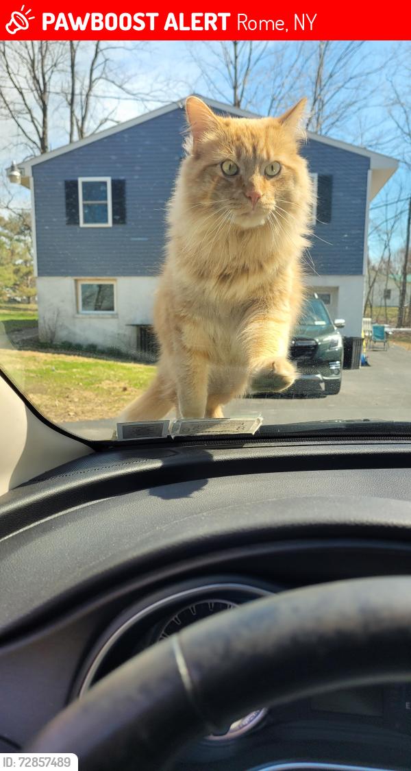 Lost Male Cat last seen New Floyd Road (State Route 365), Koenig Road, Rome, NY 13440