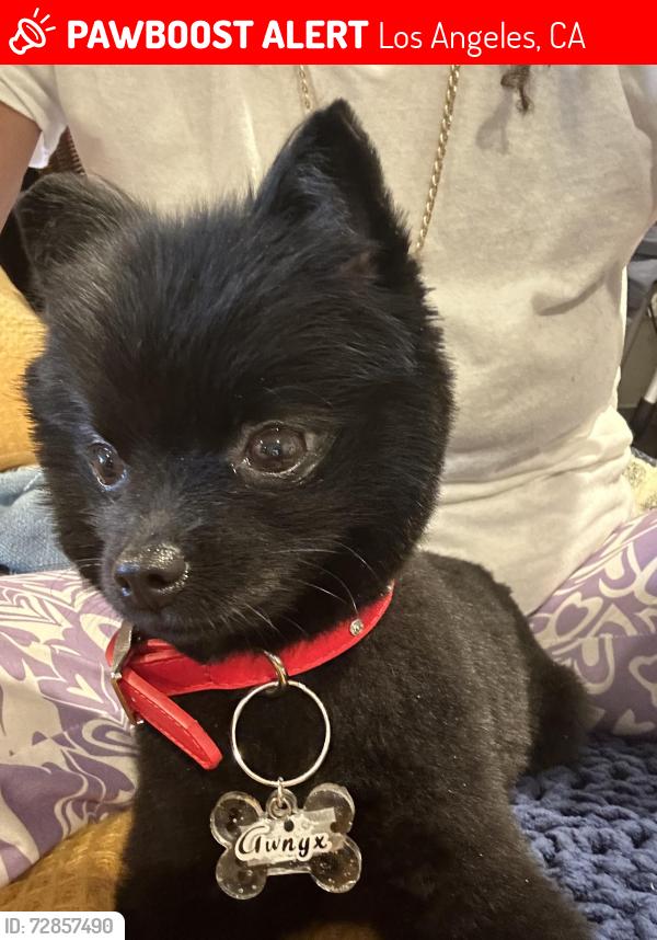 Lost Female Dog last seen Park on St Clair, Los Angeles, CA 91606