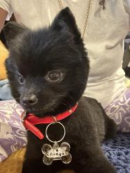 Lost Female Dog last seen Park on St Clair, Los Angeles, CA 91606
