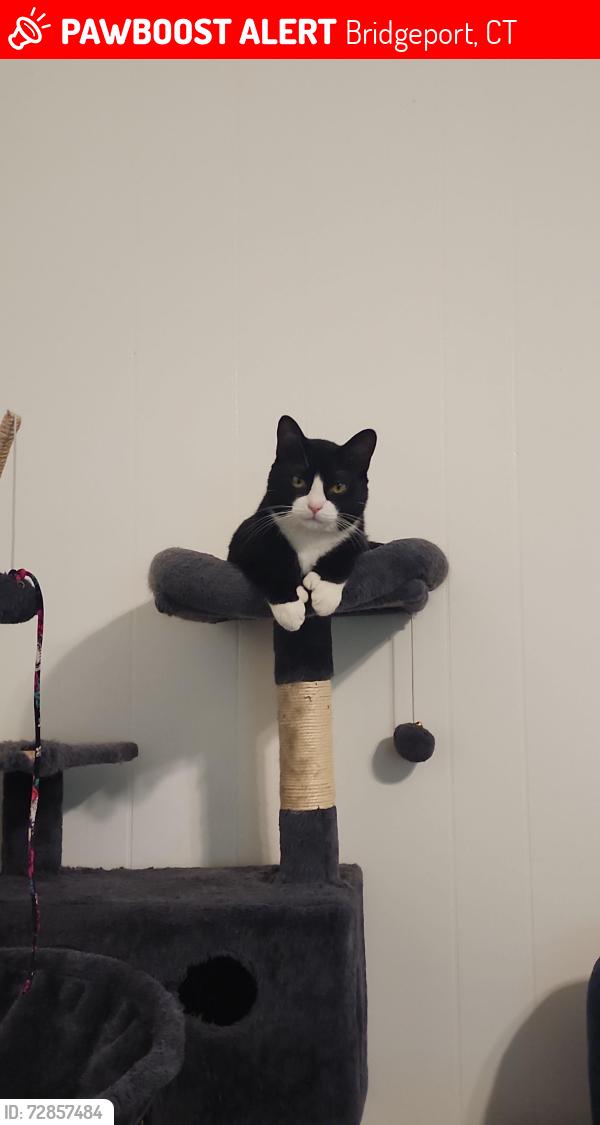 Lost Male Cat last seen East End, Bridgeport,  CT closer to Seaview and Connecticut Ave, Bridgeport, CT 06607