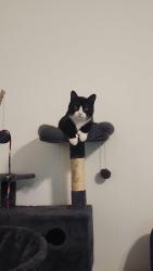 Lost Male Cat last seen East End, Bridgeport,  CT closer to Seaview and Connecticut Ave, Bridgeport, CT 06607