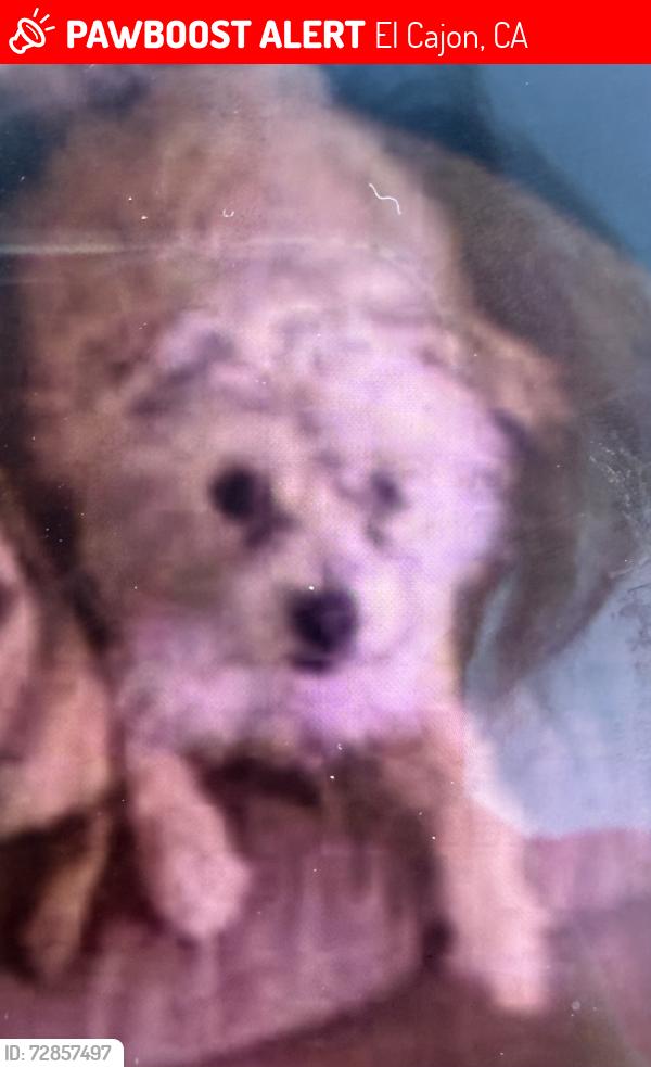 Lost Unknown Dog last seen Near markerry ave , El Cajon, CA 92019