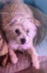 Lost Unknown Dog last seen Near markerry ave , El Cajon, CA 92019