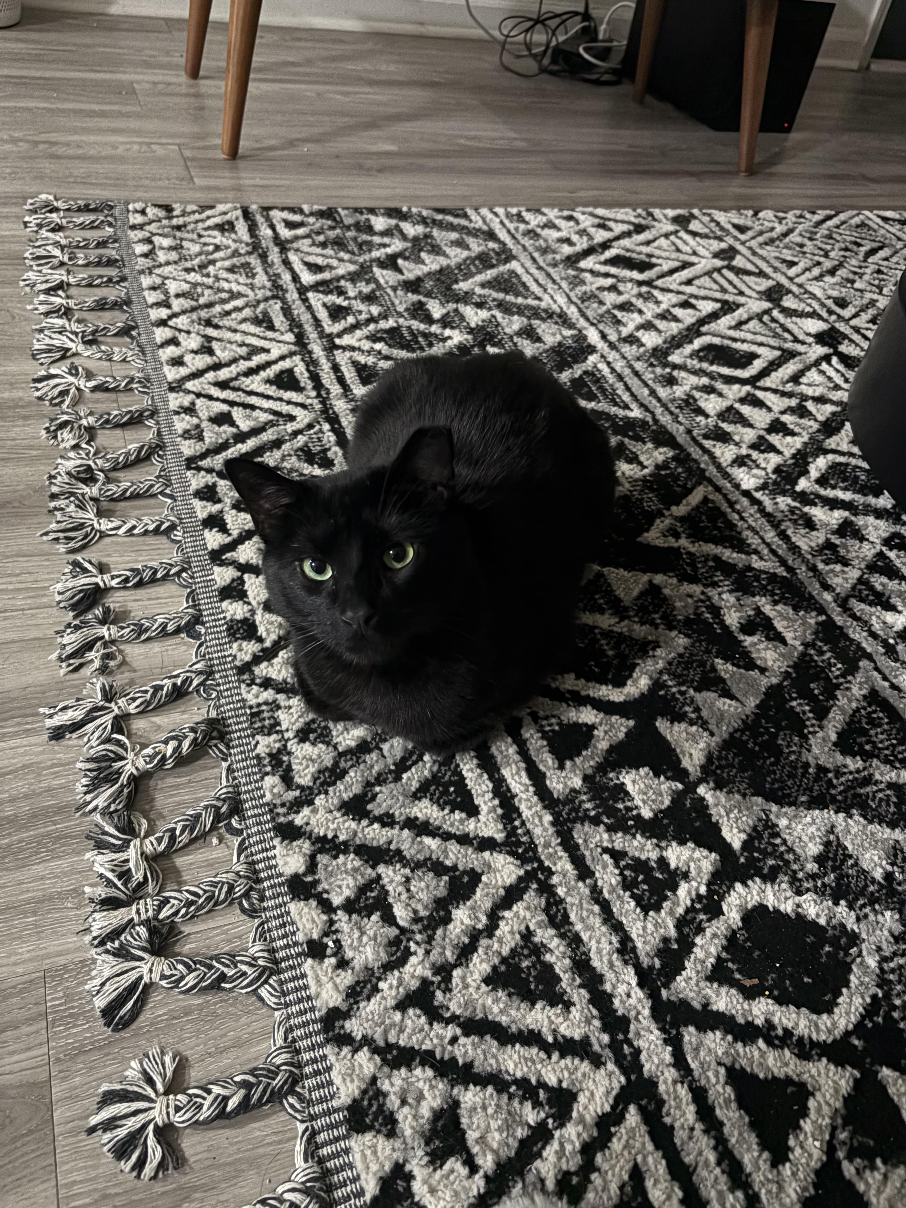 Lost Male Cat last seen Near flowers rd south, Atlanta, GA 30341