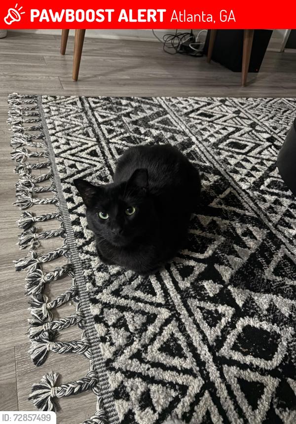 Lost Male Cat last seen Near flowers rd south, Atlanta, GA 30341
