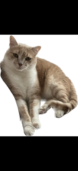 Lost Male Cat last seen Fire station on brown deer road , Brown Deer, WI 53209