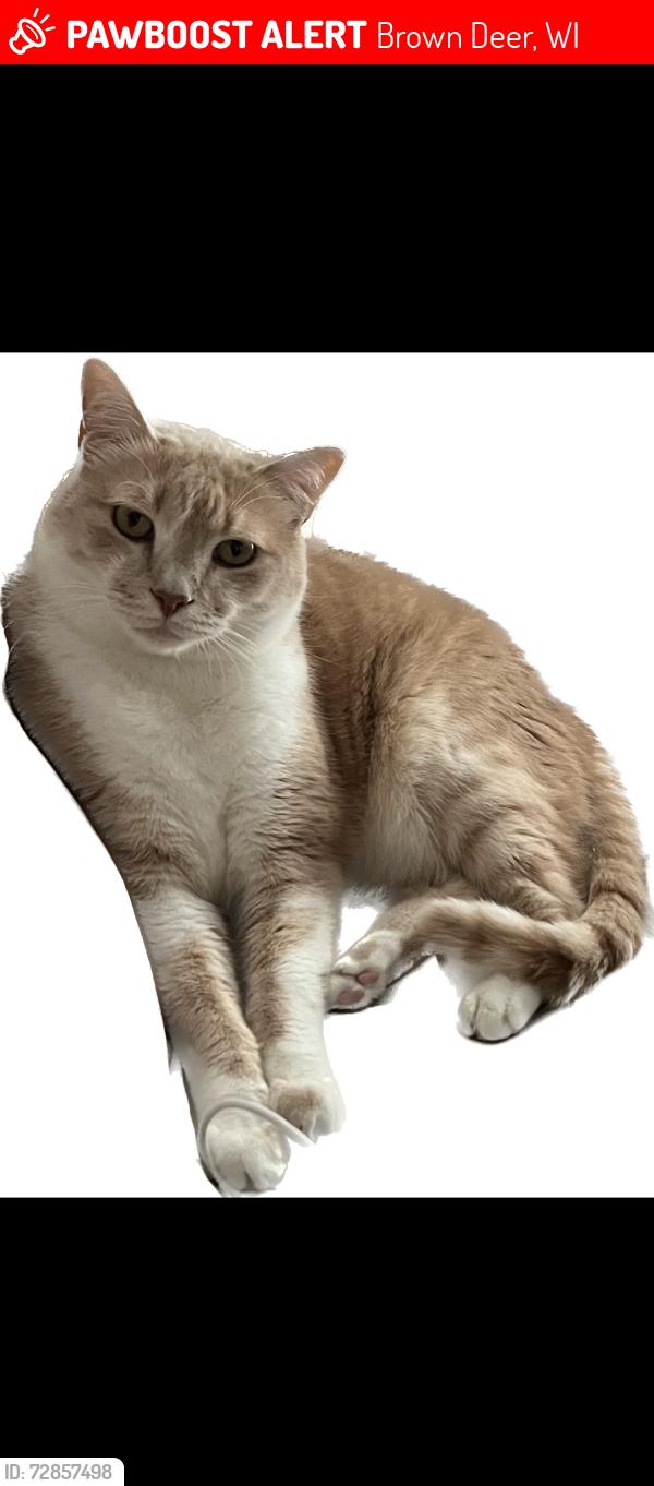 Lost Male Cat last seen Fire station on brown deer road , Brown Deer, WI 53209
