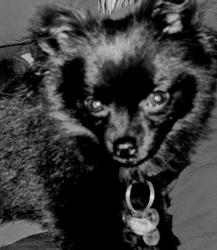 Lost Female Dog last seen Near St. Clair Ave North Hollywood ca 91606, Los Angeles, CA 91606