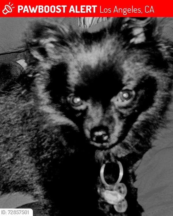 Lost Female Dog last seen Near St. Clair Ave North Hollywood ca 91606, Los Angeles, CA 91606