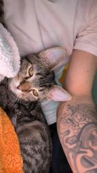 Lost Male Cat last seen Near Young's ave , Joliet, IL 60432