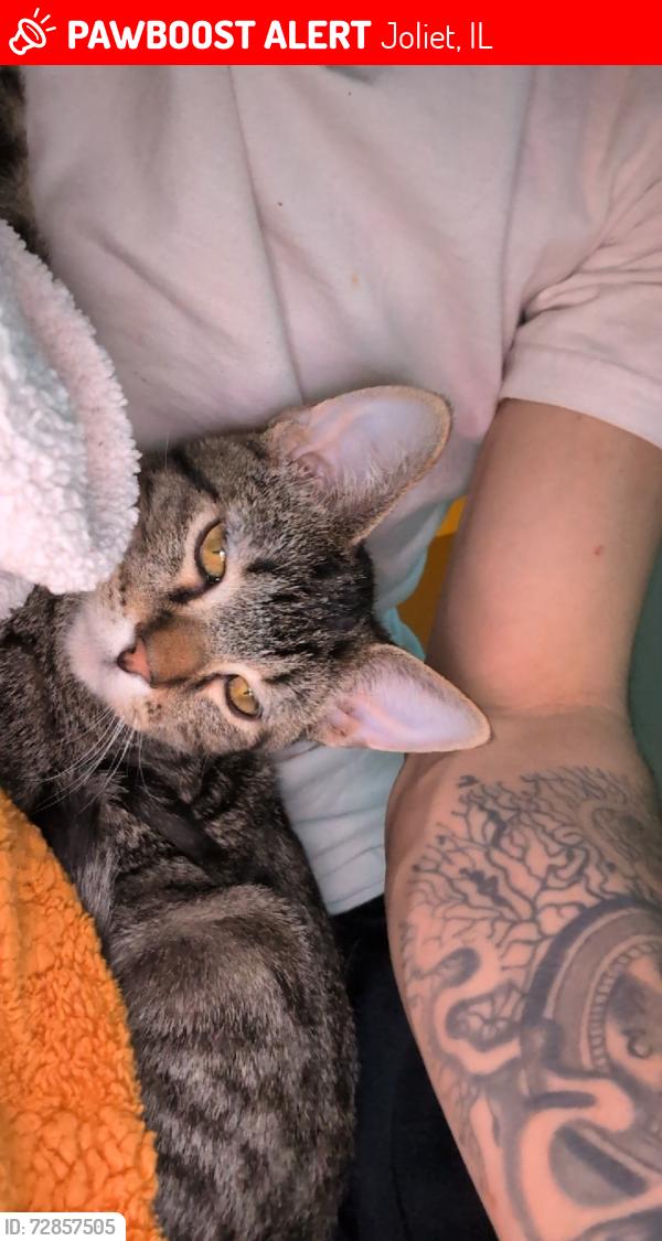 Lost Male Cat last seen Near Young's ave , Joliet, IL 60432