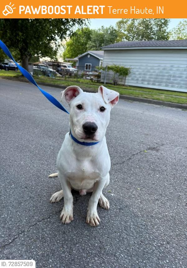 Found/Stray Male Dog last seen N 27th street and Beech Ave, Terre Haute, IN 47804