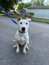 Found/Stray Male Dog last seen N 27th street and Beech Ave, Terre Haute, IN 47804
