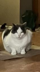 Lost Male Cat last seen Kester and Burbank , Los Angeles, CA 91411
