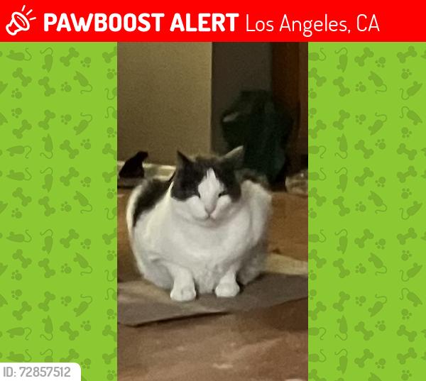 Lost Male Cat last seen Kester and Burbank , Los Angeles, CA 91411