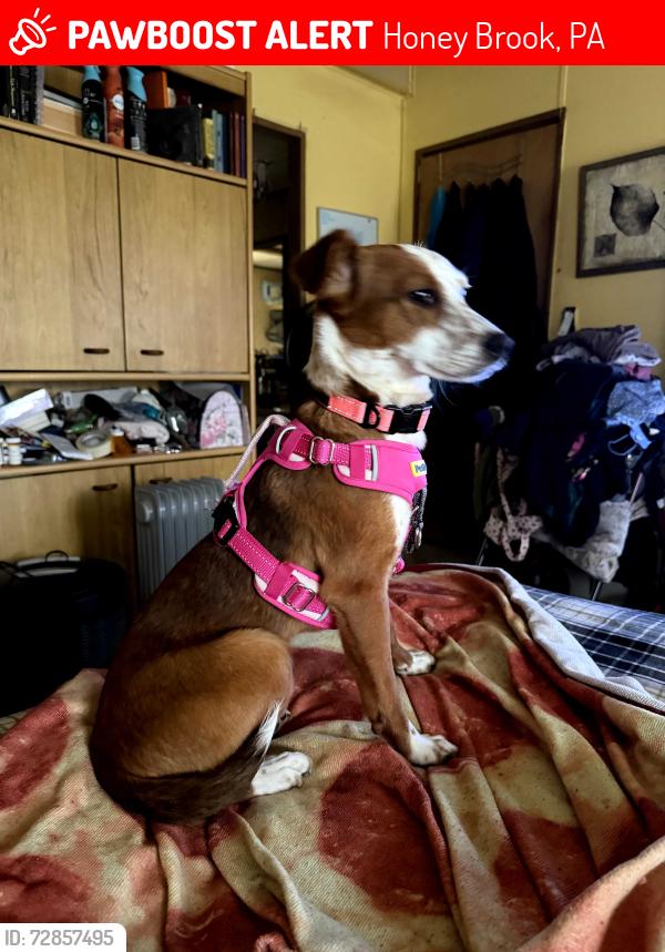 Lost Female Dog last seen End of Hill Road close to 10 , Honey Brook, PA 19344
