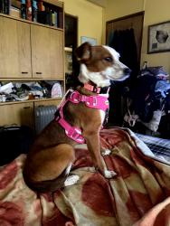 Lost Female Dog last seen End of Hill Road close to 10 , Honey Brook, PA 19344