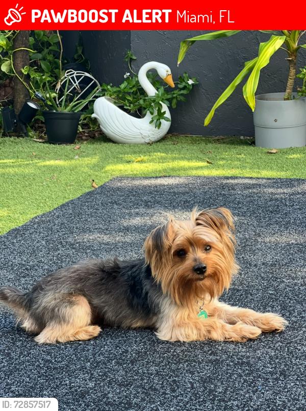 Lost Male Dog last seen NE 2nd Ave. Across from public storage, Miami, FL 33137