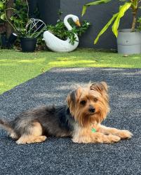 Lost Male Dog last seen NE 2nd Ave. Across from public storage, Miami, FL 33137