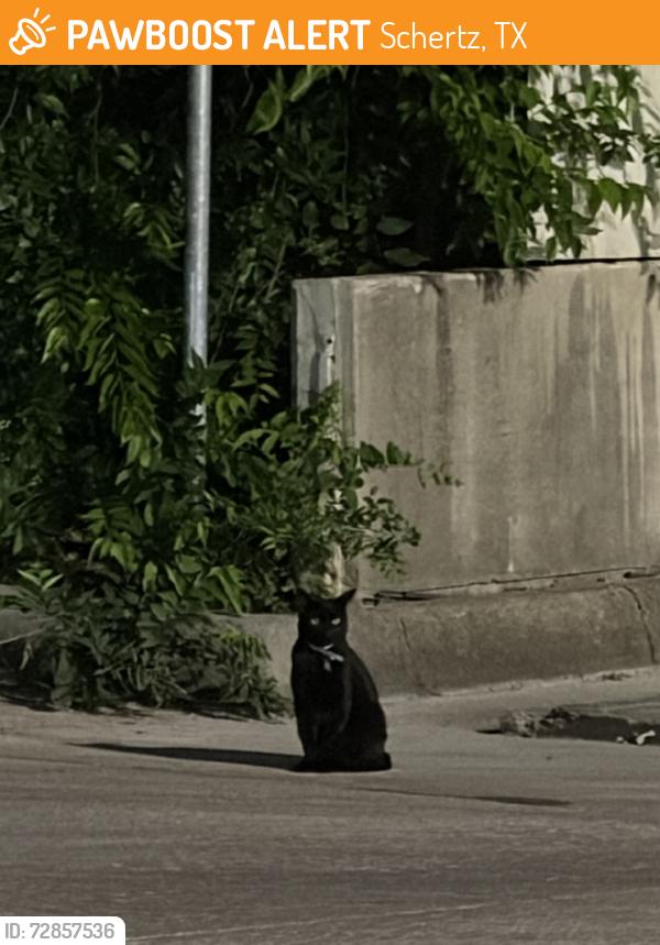 Found/Stray Unknown Cat last seen Behind Independence Title, Schertz, TX 78154