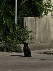 Found/Stray Unknown Cat last seen Behind Independence Title, Schertz, TX 78154