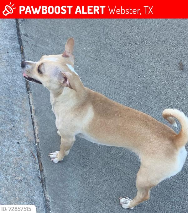 Lost Female Dog last seen Redemption Square apmts , Webster, TX 77598