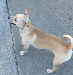 Lost Female Dog last seen Redemption Square apmts , Webster, TX 77598