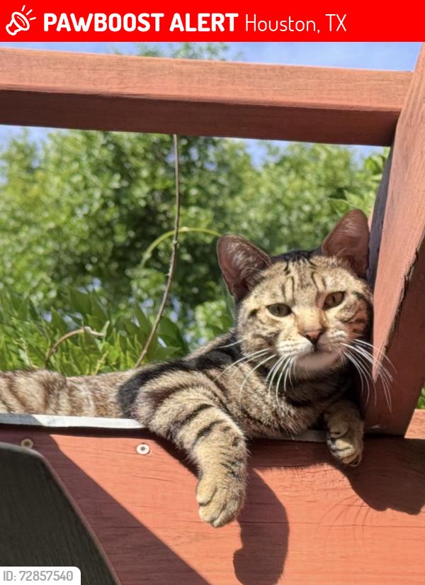Lost Male Cat last seen Dillon/telephone, Houston, TX 77061