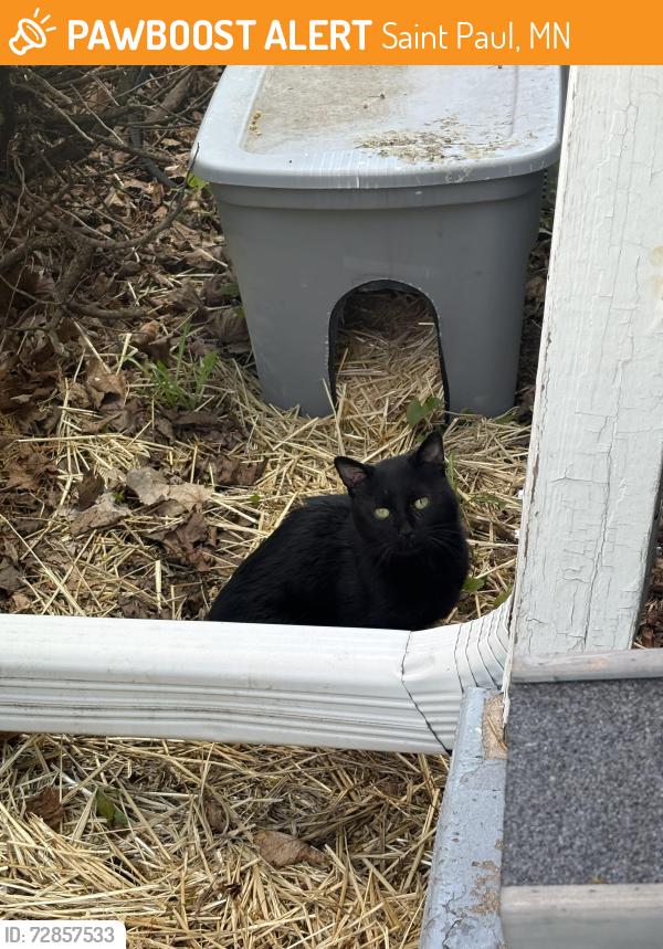 Found/Stray Unknown Cat last seen Cottage Avenue & Mackubin Street, Saint Paul, MN 55117