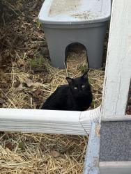 Found/Stray Unknown Cat last seen Cottage Avenue & Mackubin Street, Saint Paul, MN 55117