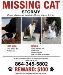 Lost Female Cat last seen Riddle Rd, Pauline, SC 29374