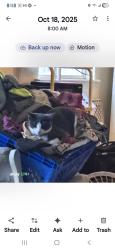 Lost Female Cat last seen Near and garrnett, Tulsa, OK 74129
