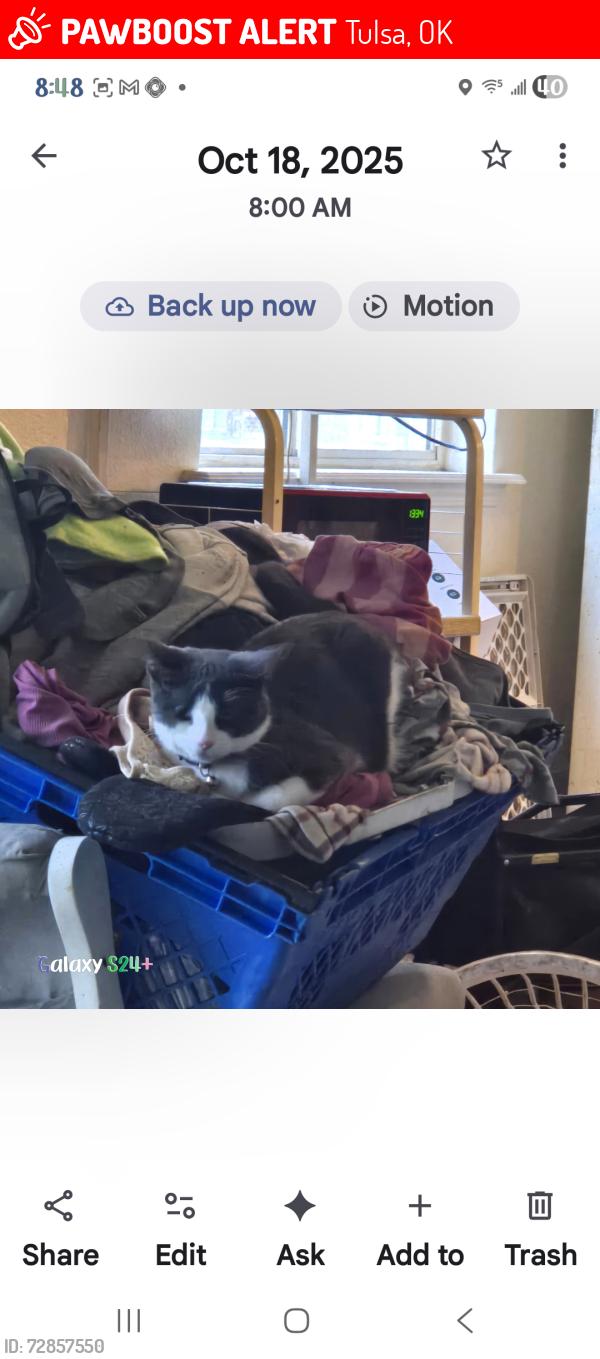 Lost Female Cat last seen Near and garrnett, Tulsa, OK 74129