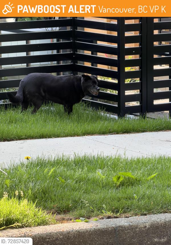 Found/Stray Unknown Dog last seen Memorial South Park, Vancouver, BC V5P 4K2