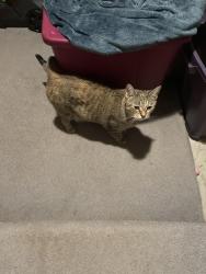 Found/Stray Female Cat last seen Lilac and Hiilsview, Brooklyn Center, MN 55429