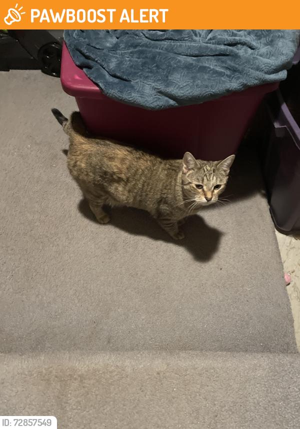 Found/Stray Female Cat last seen Lilac and Hiilsview, Brooklyn Center, MN 55429