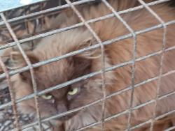 Found/Stray Unknown Cat last seen Centergrove rd. Kannapolis , Kannapolis, NC 28082