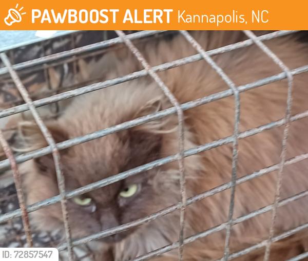 Found/Stray Unknown Cat last seen Centergrove rd. Kannapolis , Kannapolis, NC 28082