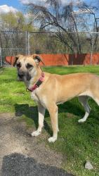 Reunited Female Dog last seen Brownsville Road, Pittsburgh, PA 15236