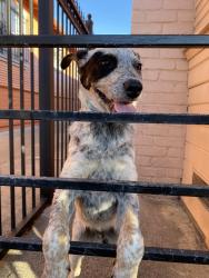 Found/Stray Male Dog last seen Bartlett, Oakland, CA 94619