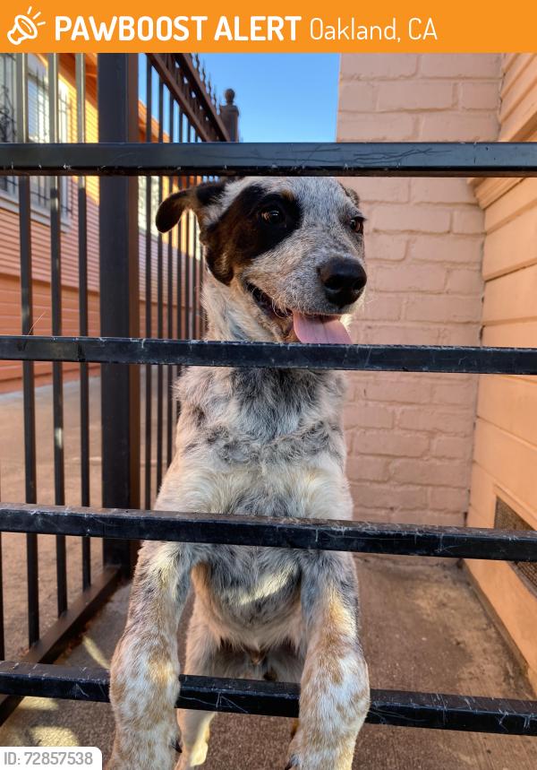 Found/Stray Male Dog last seen Bartlett, Oakland, CA 94619