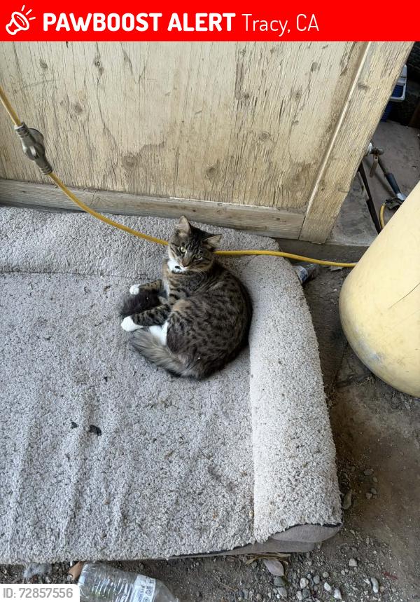 Lost Male Cat last seen MacArthur rd Tracy CA, Tracy, CA 95377