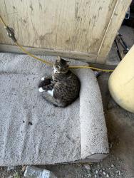 Lost Male Cat last seen MacArthur rd Tracy CA, Tracy, CA 95377