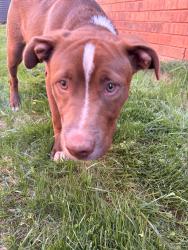 Found/Stray Male Dog last seen 150th and north Portland , Oklahoma City, OK 73134