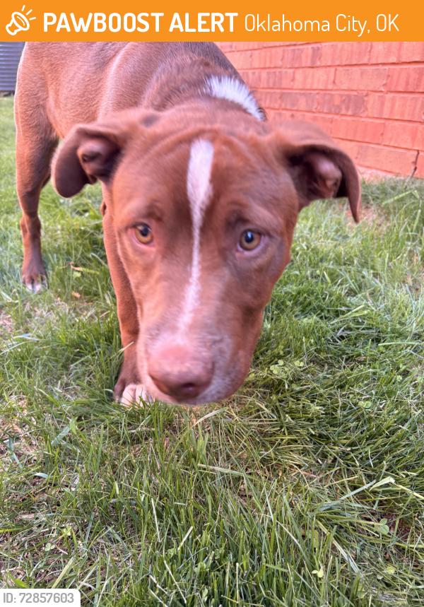 Found/Stray Male Dog last seen 150th and north Portland , Oklahoma City, OK 73134