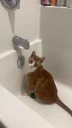 Lost Male Cat last seen My hse 9636 160st NW Edmonton , Edmonton, AB T5P 3C6