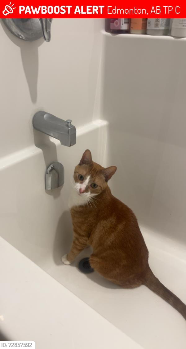 Lost Male Cat last seen My hse 9636 160st NW Edmonton, Edmonton, AB T5P 3C6