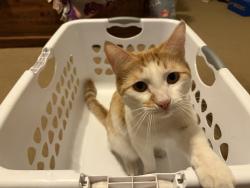 Found/Stray Male Cat last seen Pecos and Pebble , Henderson, NV 89074