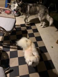 Found/Stray Unknown Dog last seen Bay View neighborhood , Dickinson, TX 77539