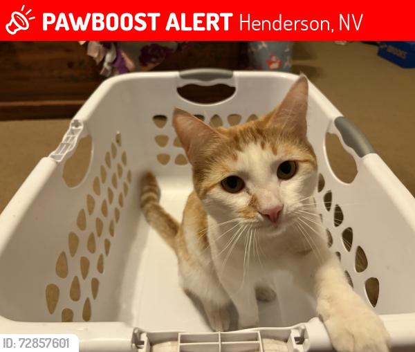 Found/Stray Male Cat last seen Pecos and Pebble , Henderson, NV 89074